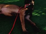5 Aylık Dişi Eğitimli Belçika Malinois Kurdu Yavrumuz
