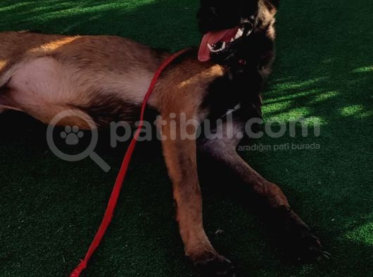 5 Aylık Dişi Eğitimli Belçika Malinois Kurdu Yavrumuz görsel