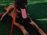 5 Aylık Dişi Eğitimli Belçika Malinois Kurdu Yavrumuz