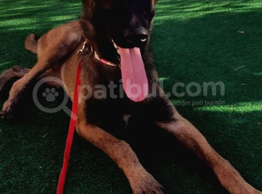 5 Aylık Dişi Eğitimli Belçika Malinois Kurdu Yavrumuz görsel