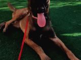 5 Aylık Dişi Eğitimli Belçika Malinois Kurdu Yavrumuz