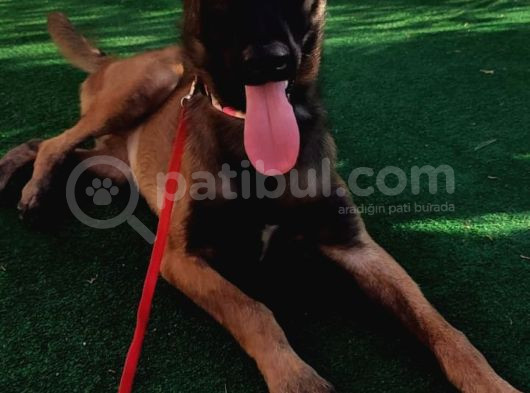 5 Aylık Dişi Eğitimli Belçika Malinois Kurdu Yavrumuz görsel