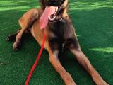 5 Aylık Dişi Eğitimli Belçika Malinois Kurdu Yavrumuz