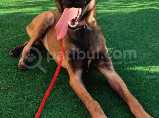 5 Aylık Dişi Eğitimli Belçika Malinois Kurdu Yavrumuz