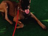 5 Aylık Dişi Eğitimli Belçika Malinois Kurdu Yavrumuz