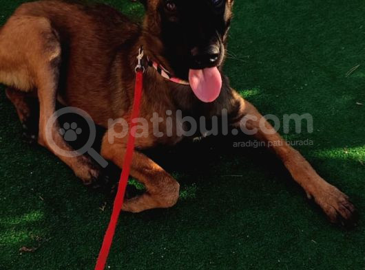 5 Aylık Dişi Eğitimli Belçika Malinois Kurdu Yavrumuz görsel