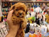 İstanbulun en kaliteli Maltipoo Yavrumuz Sizlerle