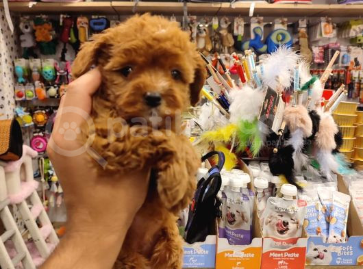 İstanbulun En Kaliteli Maltipoo Yavrumuz Sizlerle