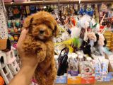 İstanbulun En Kaliteli Maltipoo Yavrumuz Sizlerle