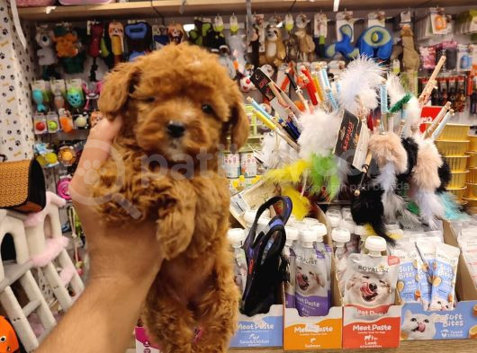 İstanbulun En Kaliteli Maltipoo Yavrumuz Sizlerle görsel
