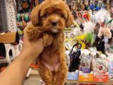 İstanbulun En Kaliteli Maltipoo Yavrumuz Sizlerle