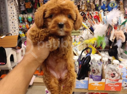 İstanbulun En Kaliteli Maltipoo Yavrumuz Sizlerle görsel
