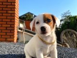 Çiftliğimizden Dişi Ve Erkek Jack Russell Yavrular