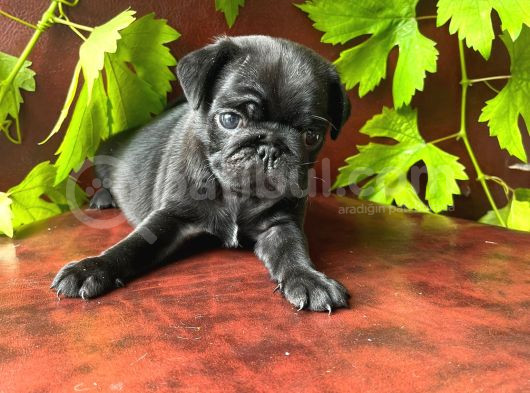 Oyuncu Pug Yavrular görsel