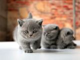 Top Kafa Gri̇ Bri̇ti̇sh Shorthai̇r Yavrular