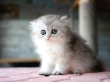 Güzeller Güzeli Silver British Longhair