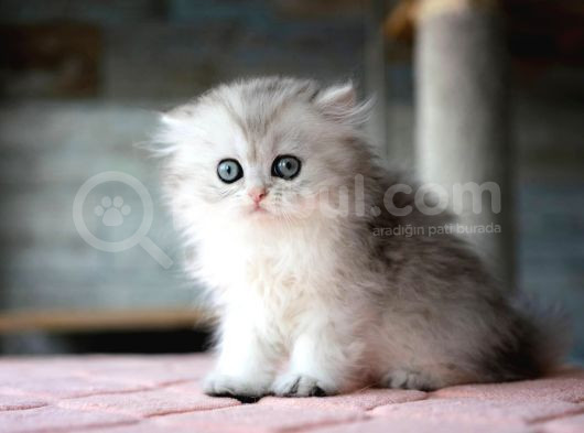 Güzeller Güzeli Silver British Longhair görsel