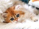 Golden British Longhair
