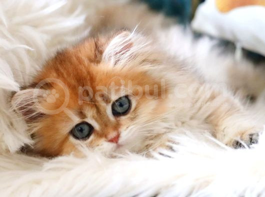 Golden British Longhair görsel
