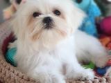 Şecereli Teacup Kore Maltese Yavrularımız