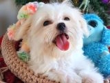 Şecereli Teacup Kore Maltese Yavrularımız