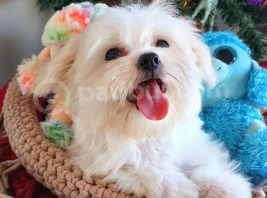Şecereli Teacup Kore Maltese Yavrularımız görsel