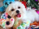 Şecereli Teacup Kore Maltese Yavrularımız