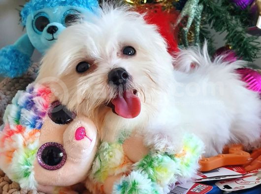 Şecereli Teacup Kore Maltese Yavrularımız görsel