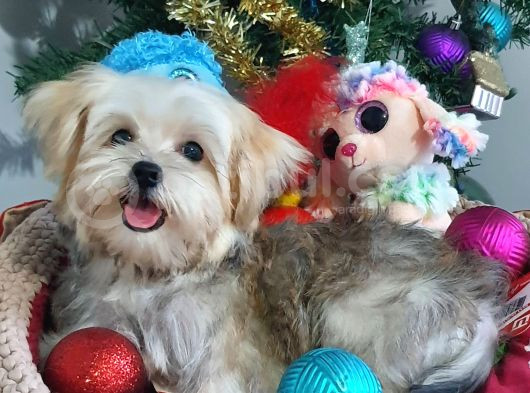 Teacup Kore Kanı Morkie Yavrular görsel