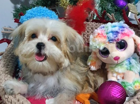 Teacup Kore Kanı Morkie Yavrular görsel