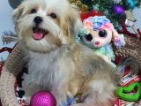 Teacup Kore Kanı Morkie Yavrular