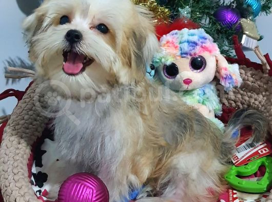 Teacup Kore Kanı Morkie Yavrular görsel