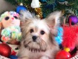 Teacup Kore Kanı Morkie Yavrular