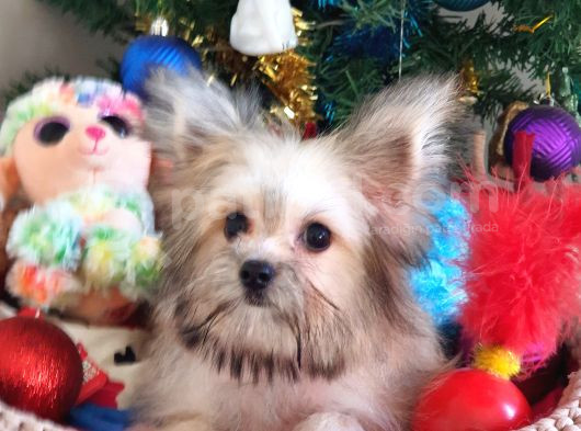 Teacup Kore Kanı Morkie Yavrular görsel
