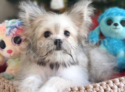 Teacup Kore Kanı Morkie Yavrular