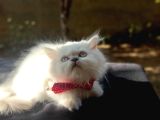 Pamuk Tüylü Yumoş Gibi Bebek Teslime Hazır