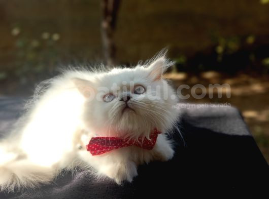 Pamuk Tüylü Yumoş Gibi Bebek Teslime Hazır görsel