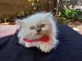 Pamuk Tüylü Yumoş Gibi Bebek Teslime Hazır