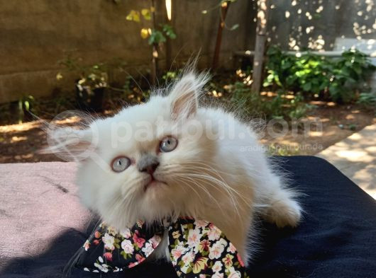 Pamuk Tüylü Yumoş Gibi Bebek Teslime Hazır görsel