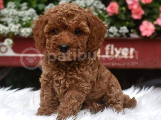 Red Braw Kıpkırmızı Ev Üretimi Tooy Poodle  görsel