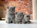 Top Kafa Gri̇ Bri̇ti̇sh Shorthai̇r Yavrular