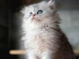 Güzeller Güzeli Silver British Longhair