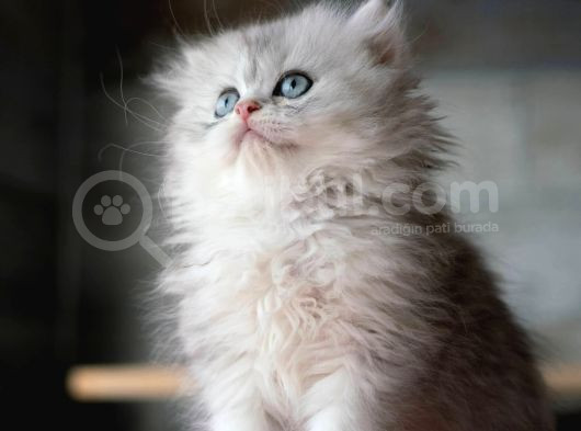 Güzeller Güzeli Silver British Longhair görsel