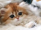 Golden British Longhair