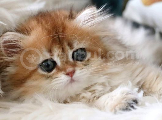 Golden British Longhair görsel