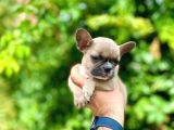 Oyuncu french bulldog yavrular