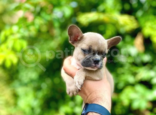 Oyuncu French Bulldog Yavrular