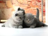 Top Kafa Gri̇ Bri̇ti̇sh Shorthai̇r Yavrular