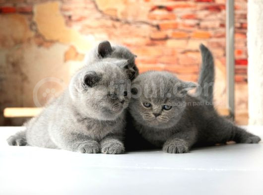 Top Kafa Gri̇ Bri̇ti̇sh Shorthai̇r Yavrular görsel