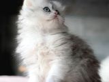 Güzeller Güzeli Silver British Longhair